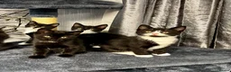 Mixed Breed cats for sale: Beautiful tuxedo kittens  - Advert 3