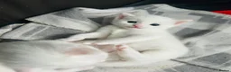 Turkish Van cats for sale: Beautiful Turkish van kittens for sale.  - Advert 27