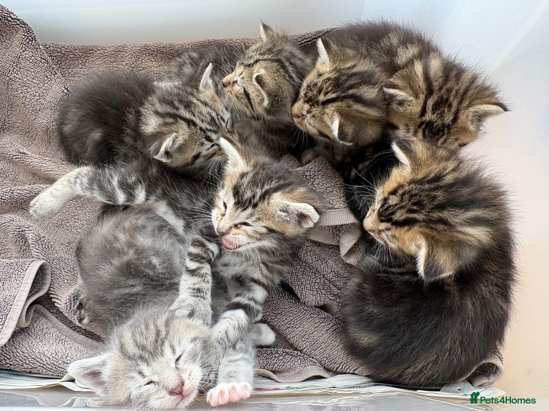 Maine Coon cats 1/2 Maine Coon Fluffy Tabby Kittens!  - Advert 1