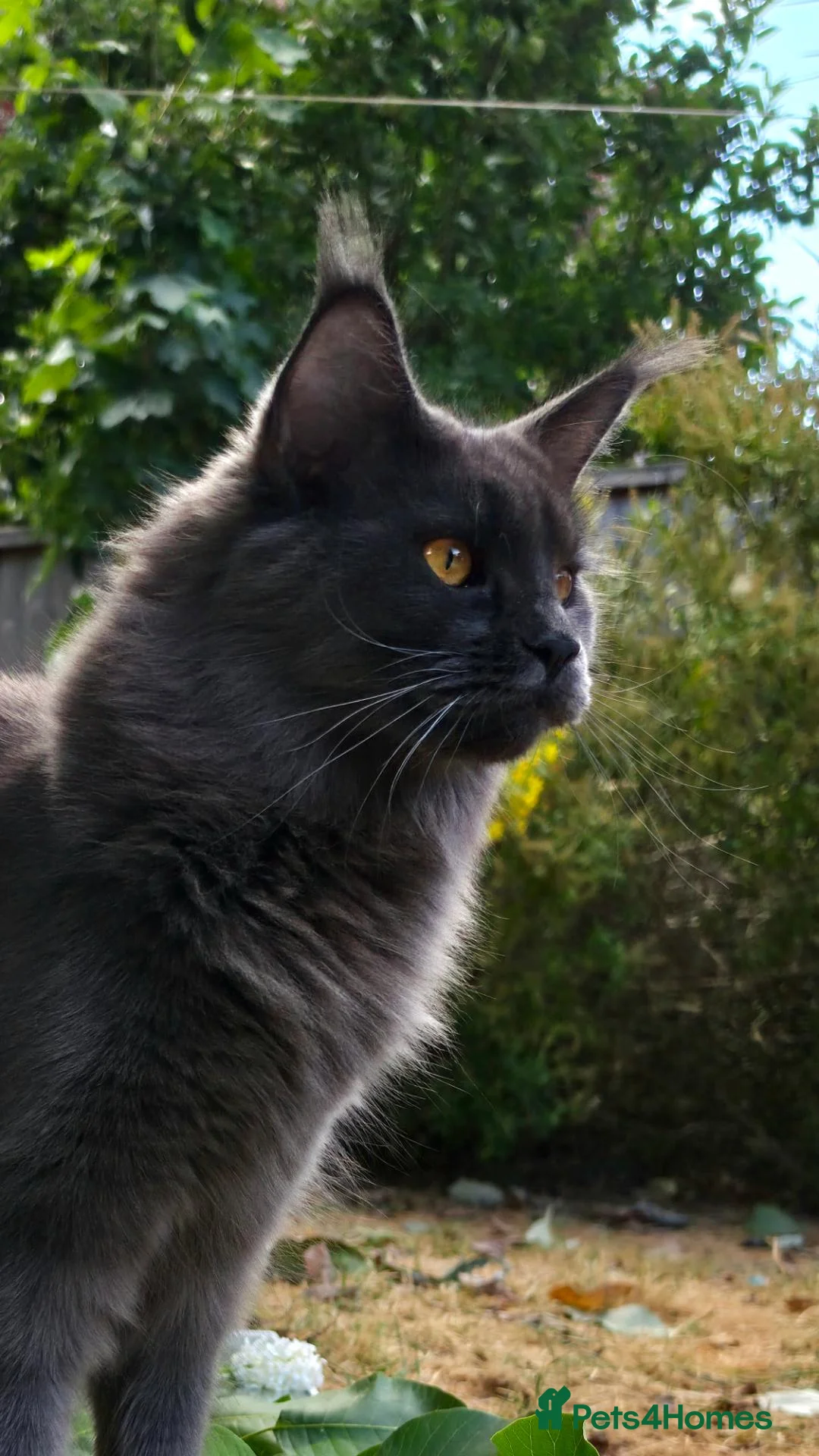 Maine Coon cats for sale: Active females some Champions - Advert 2