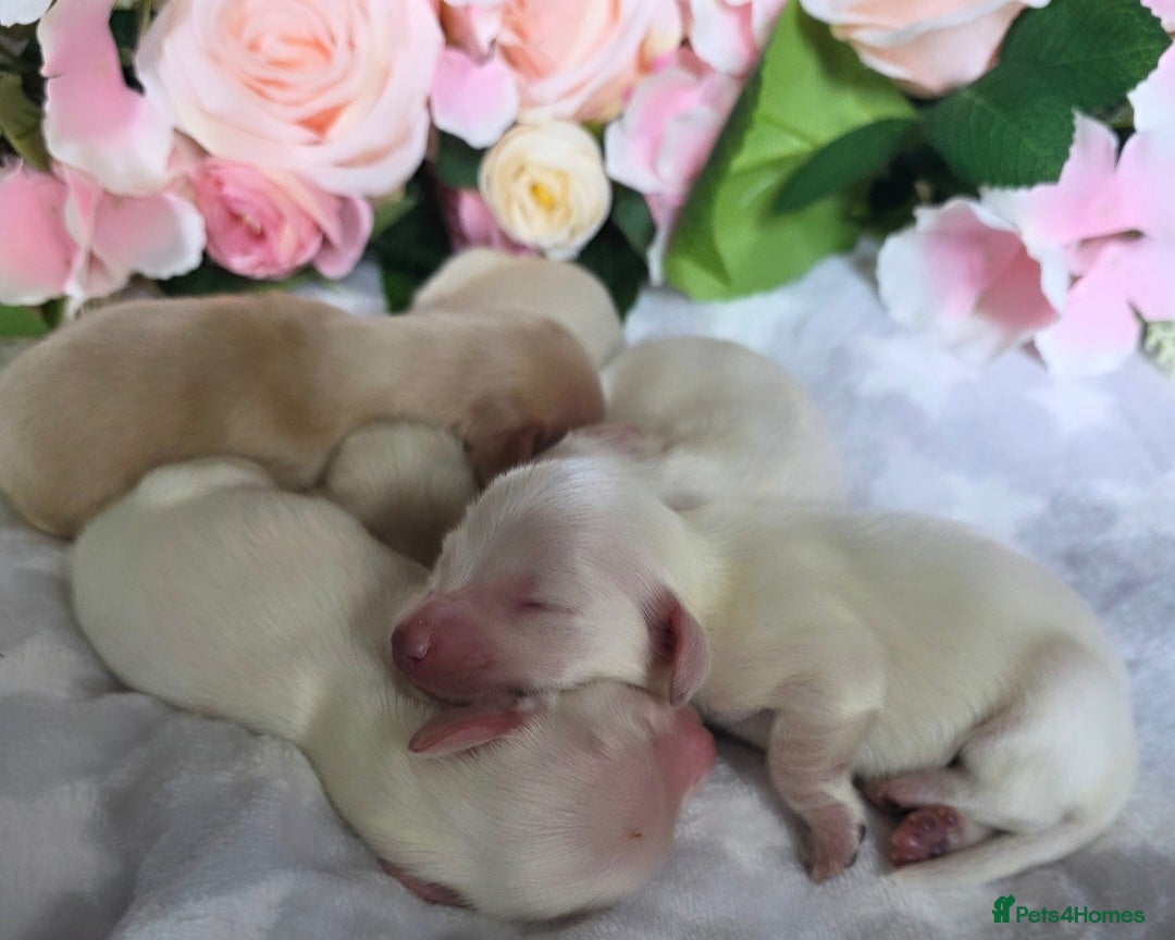 Miniature Dachshund dogs for sale: Stunning KC Reg Clear Cream Mini Dachshunds   - Image 10