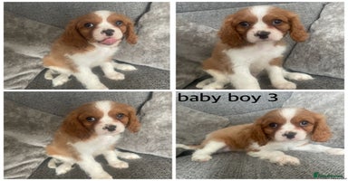 Cavalier King Charles Spaniel dogs - Advert 4