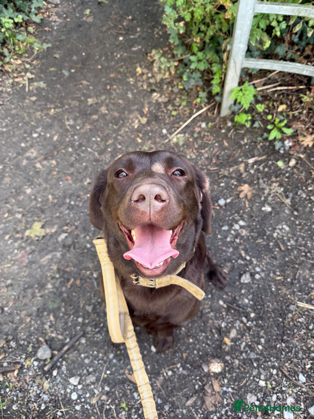 Labrador Retriever dogs for sale: Beautiful 3 year old girl - Advert 6