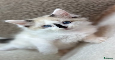 Ragdoll cats - Advert 2