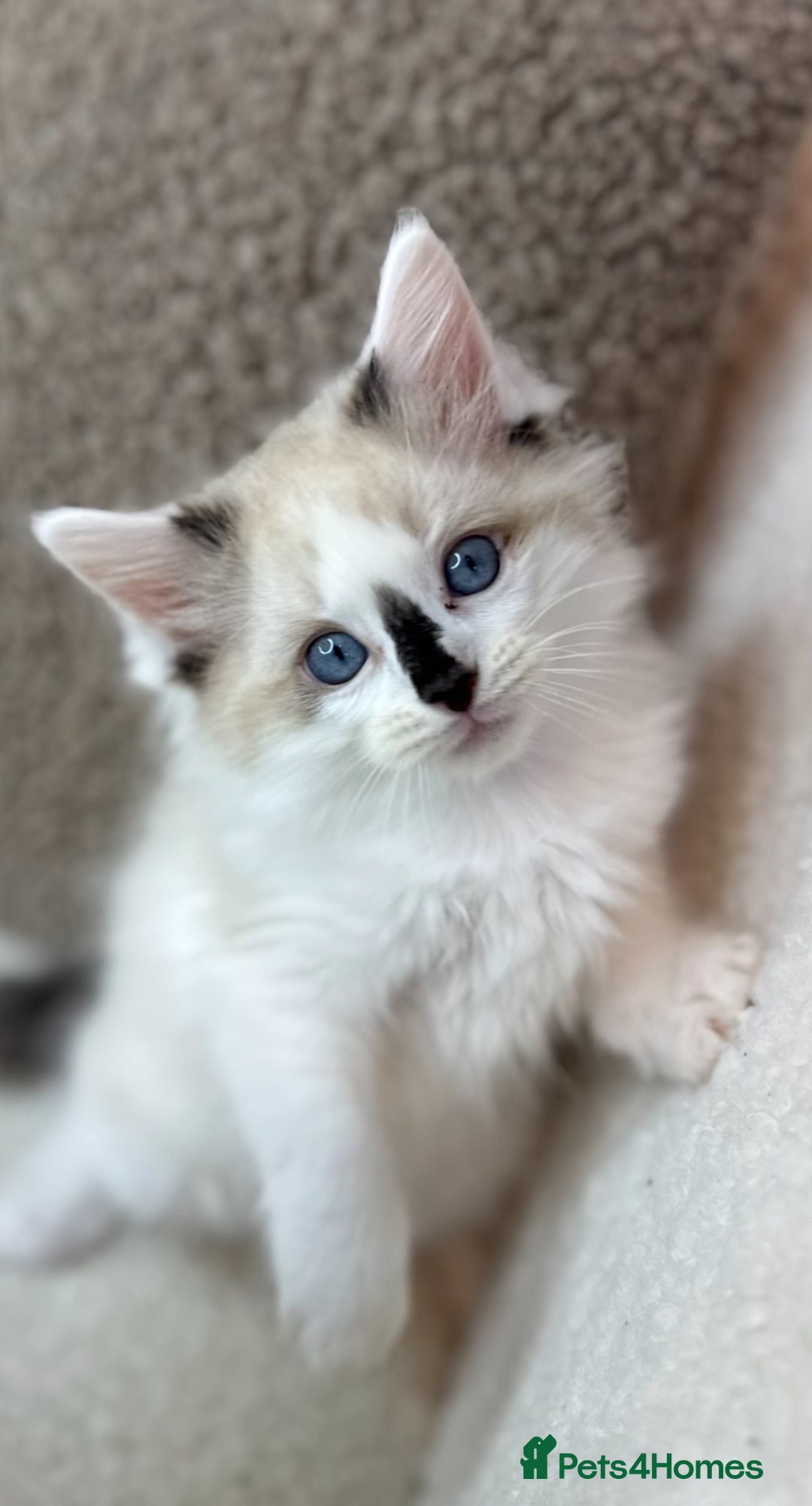 Ragdoll cats for sale: 🎀 Ragdoll kittens 🎀 2 left - Image 2