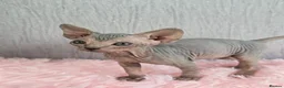 Sphynx cats for sale: 🐾 Gorgeous Sphynx Kittens – Reservations Open! 🐾 - Advert 26