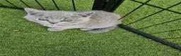 British Shorthair cats for sale: British shorthair kittens  - Advert 4