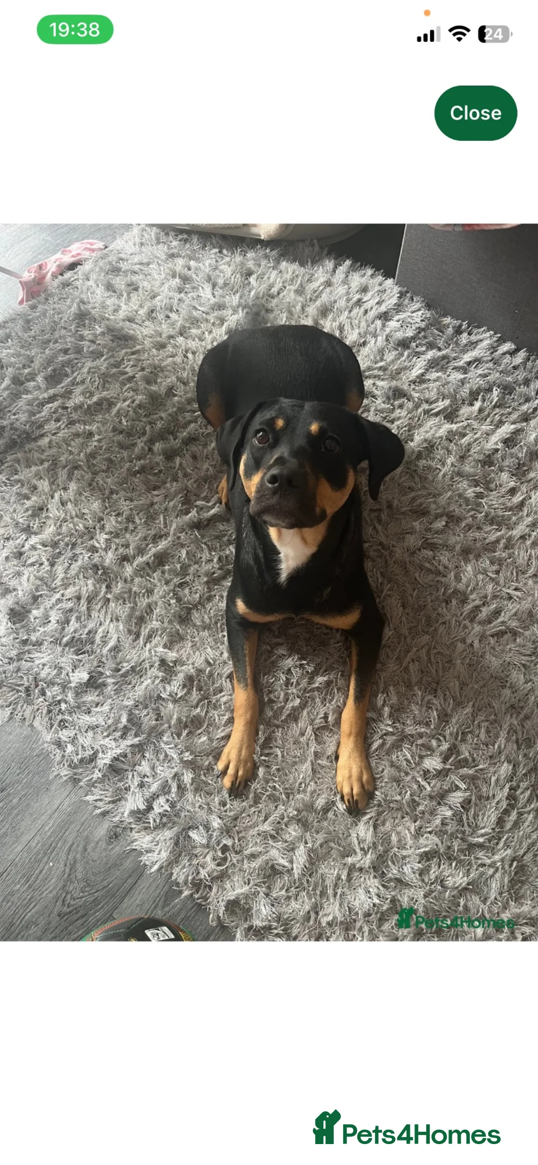 Mixed Breed dogs for sale: Bella needs a good home ASAP - Advert 7