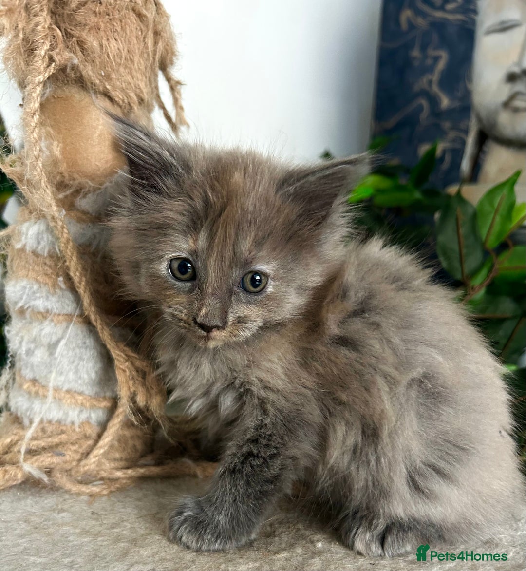 Maine Coon cats for sale: READY NOW! Maine Coon Kittens 🌹 - Image 14