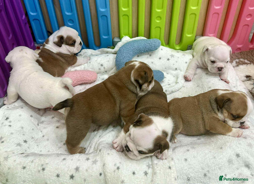 English Bulldog dogs for sale: ** PUREBRED STANDARD COLOUR BULLDOG PUPPIES** - Advert 4