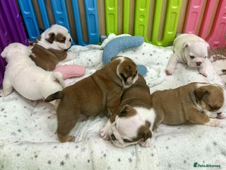 English Bulldog dogs ** PUREBRED STANDARD COLOUR BULLDOG PUPPIES** - Advert 5
