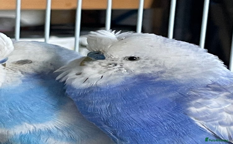 Budgerigars birds Beautiful Adult Budgies - Advert 2