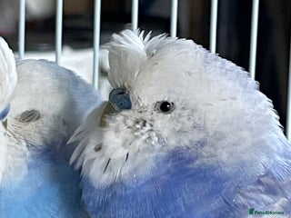 Budgerigars birds Beautiful Adult Budgies - Advert 6
