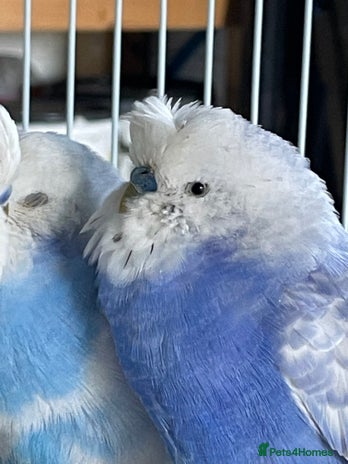 Budgerigars birds Beautiful Adult Budgies - Advert 2