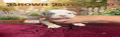 Olde English Bulldogge 6