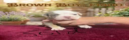 Olde English Bulldogge dogs for sale: 12 olde English bulldogs  - Advert 10