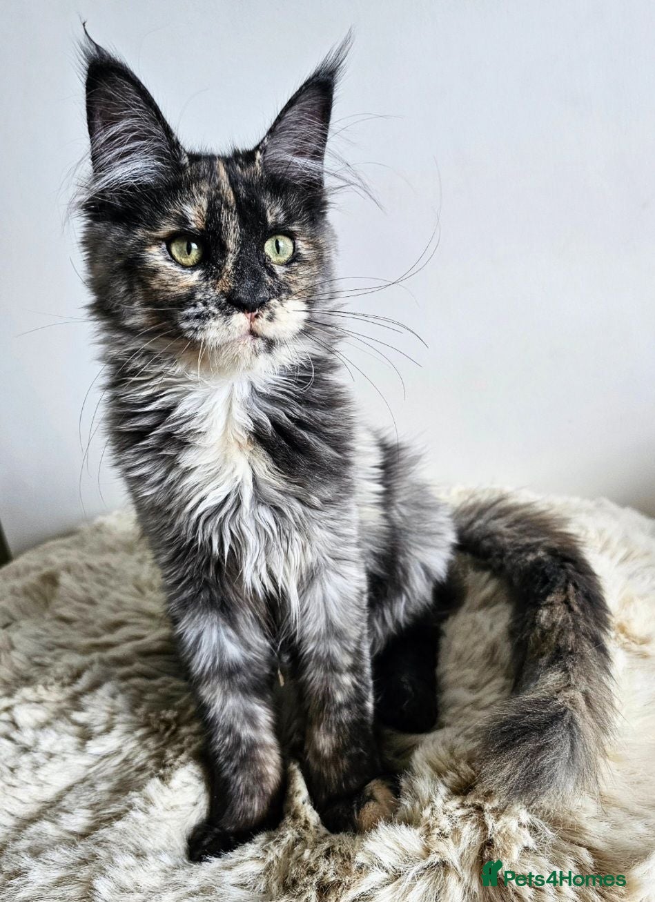 Maine Coon cats Beautiful Maine Coon kittens  - Advert 2