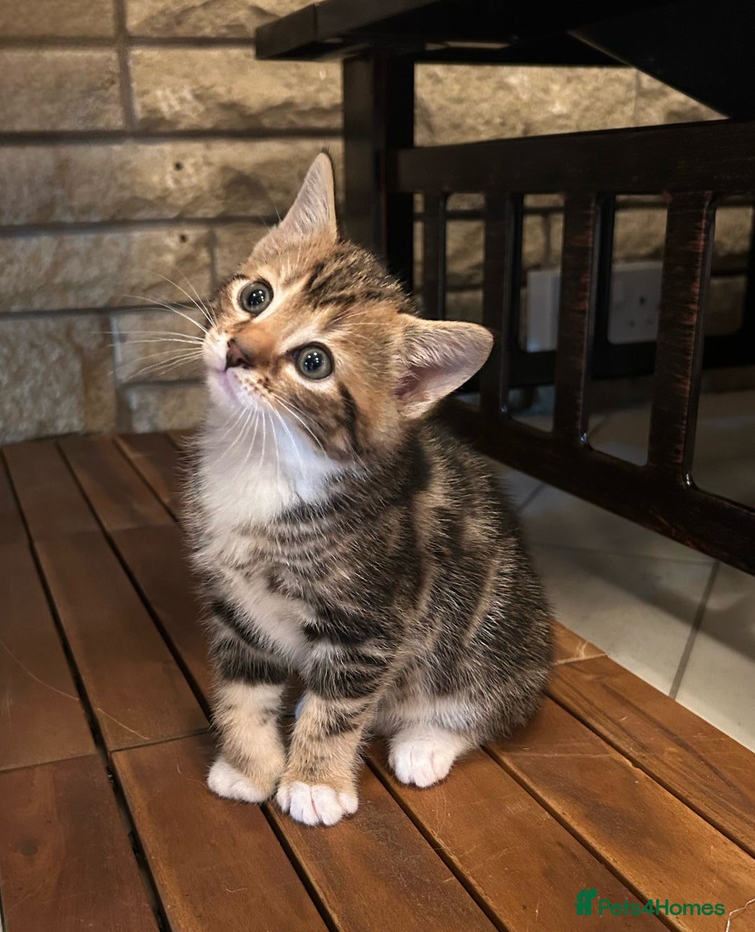 Bengal cats for sale: ❗️All reserved ❗️Bengal Cross Kittens - Advert 1