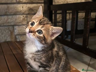 Bengal cats Bengal Cross Kittens -❗️Ready to leave 28th Jan ❗️ - Advert 18