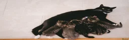 Mixed Breed cats for sale: Beautiful kittens looking for loving homes 🐾 - Advert 2