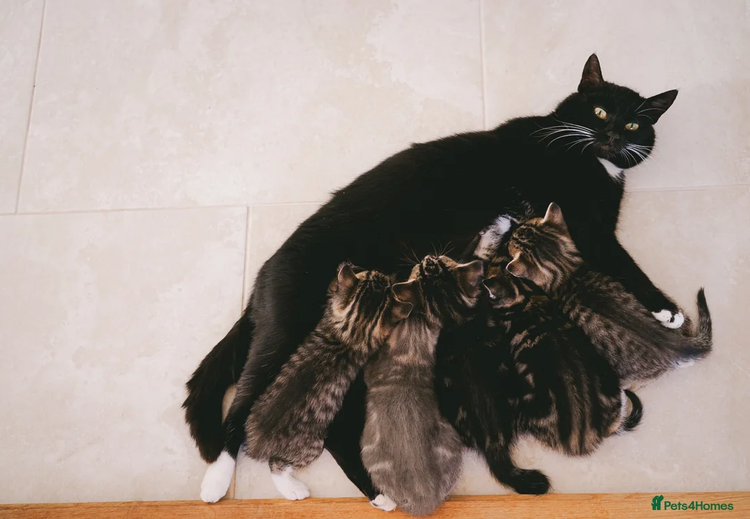 Mixed Breed cats for sale: Beautiful kittens looking for loving homes 🐾 - Advert 2