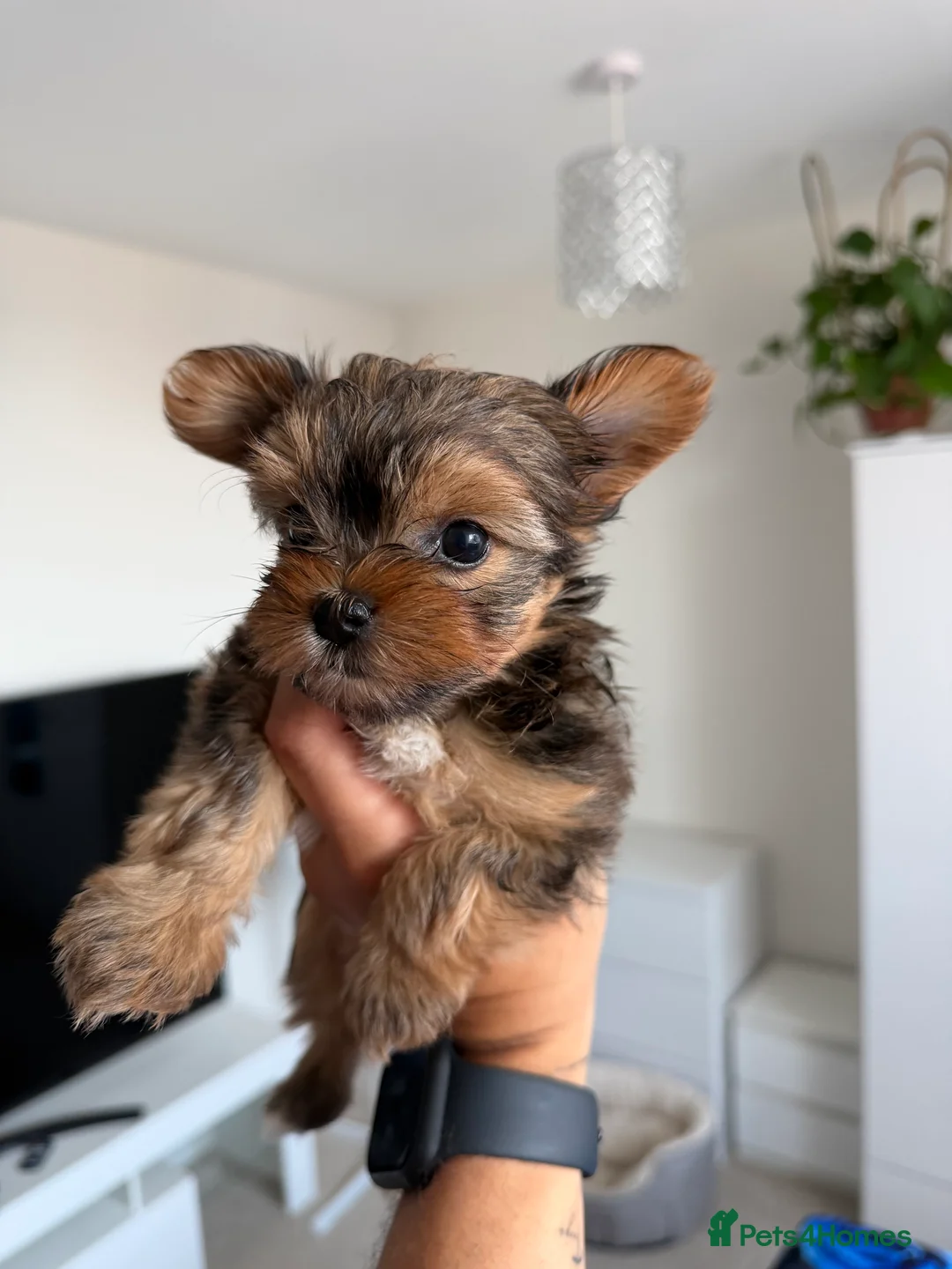 Yorkshire Terrier dogs for sale: 🌺 Pedigree Tiny Yorkie Puppies- Rare Colors 🌺 - Advert 2