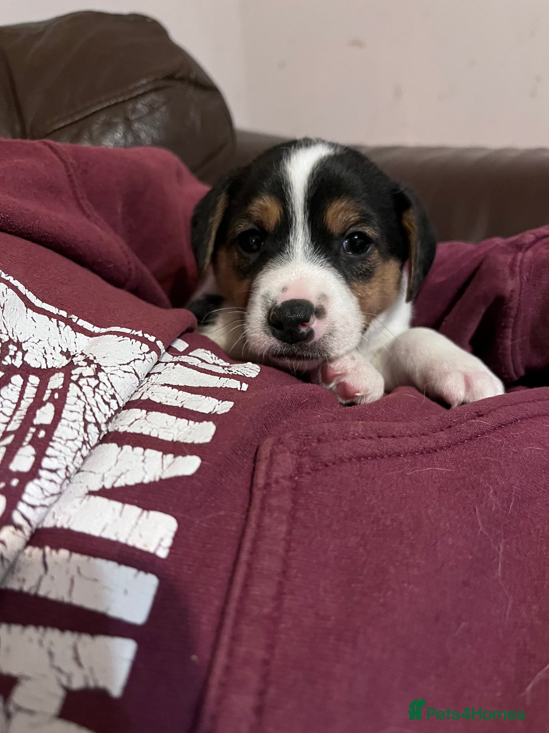 Jack Russell dogs for sale: Jack Russell puppies for sale - Advert 5