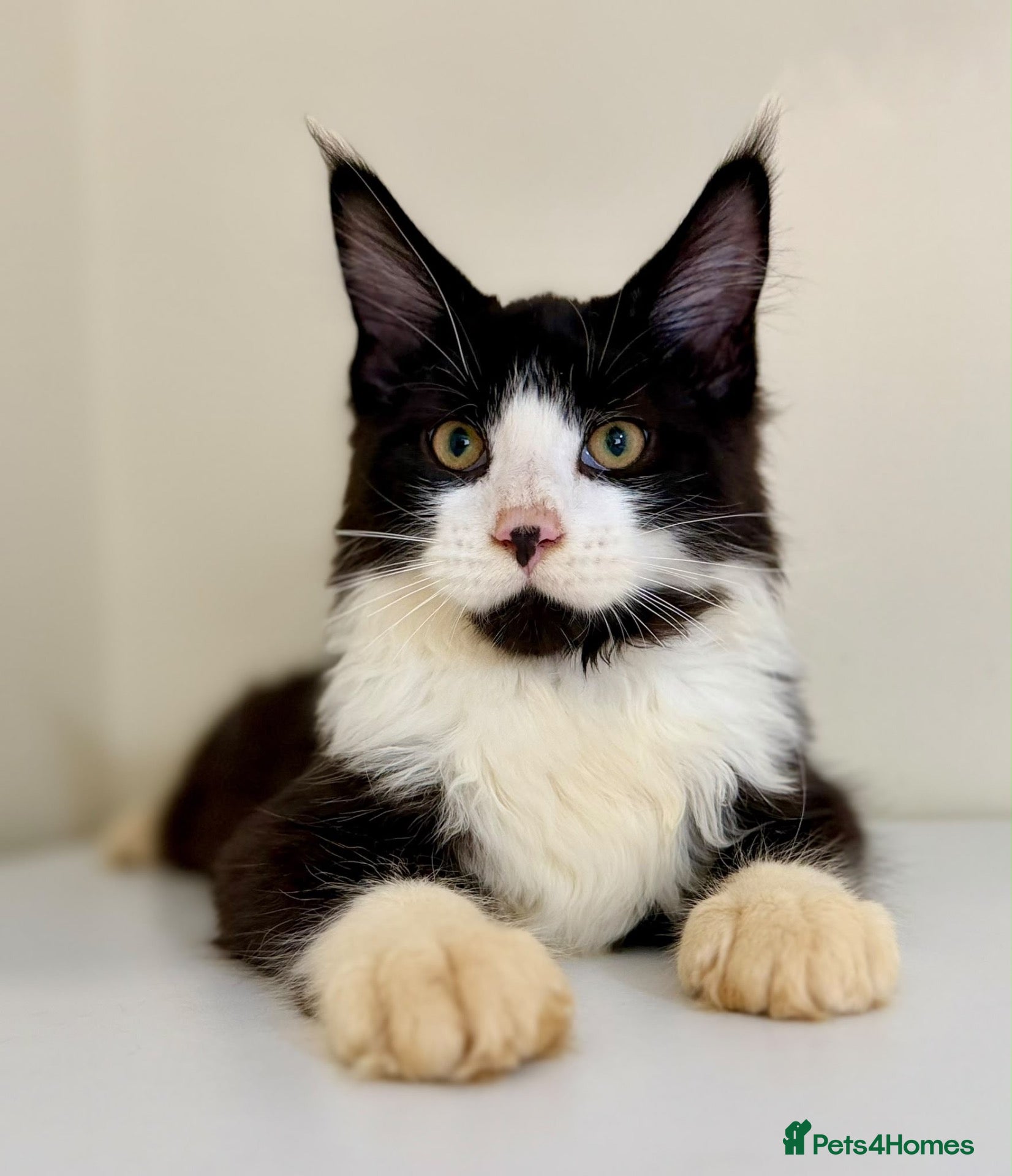 Maine Coon cats Ready for home pure bred maine coon kittens - Advert 3