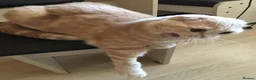 Scottish Fold cats for sale: Scottish fold male - Advert 4