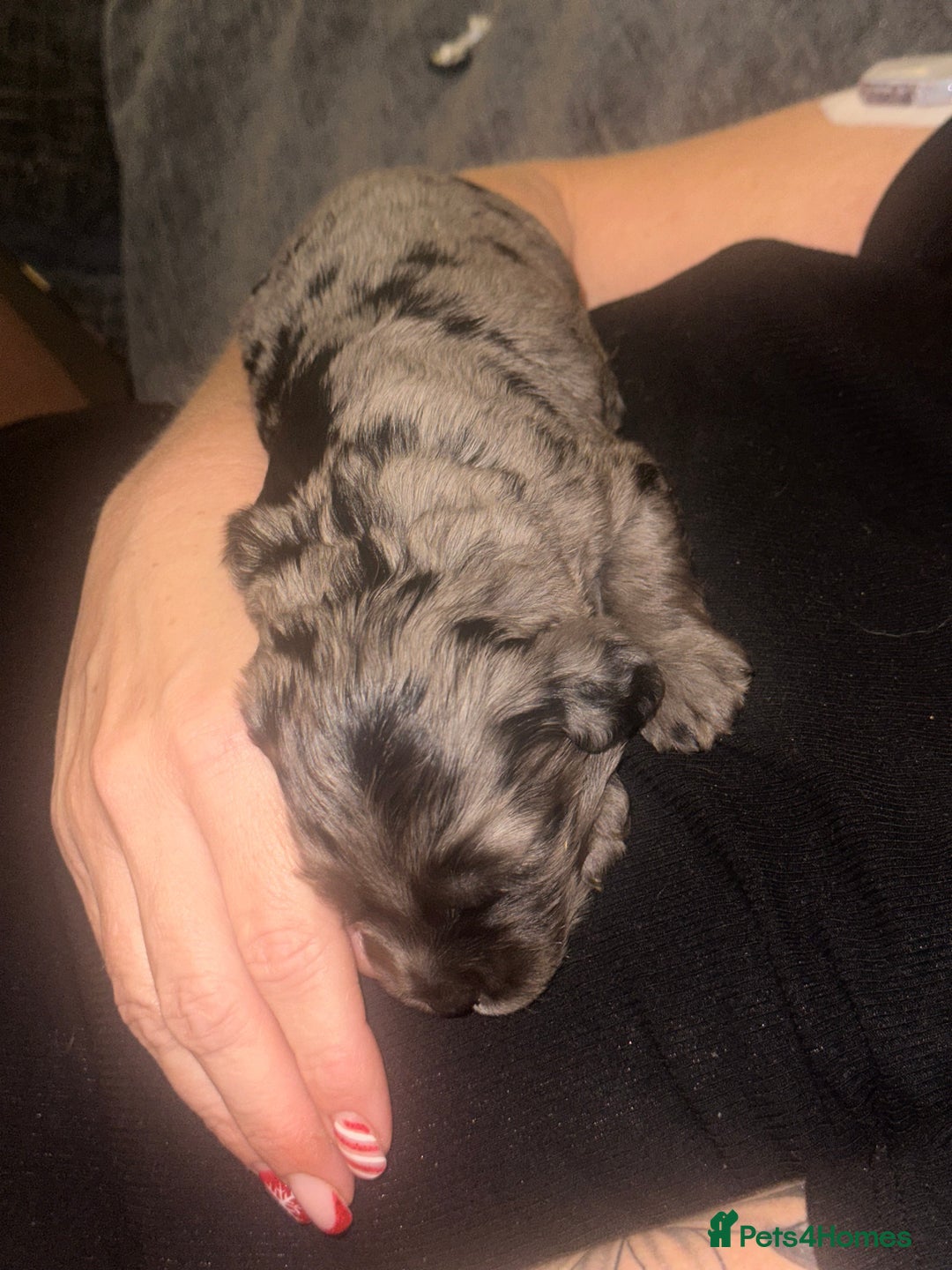 Cockapoo dogs for sale: F1 Miniature Cockapoo.   - Advert 7