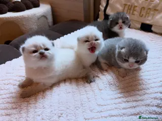 British Shorthair cats Champion line kittens 😻🥇🏆 - Advert 1