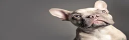 French Bulldog dogs for sale: Beautiful French Bulldog Boy - Advert 3