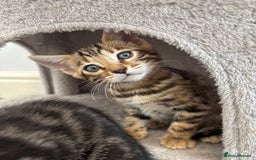 Bengal cats for sale: Silver Charcoal and Brown rosetted Bengal kittens  - Image 13