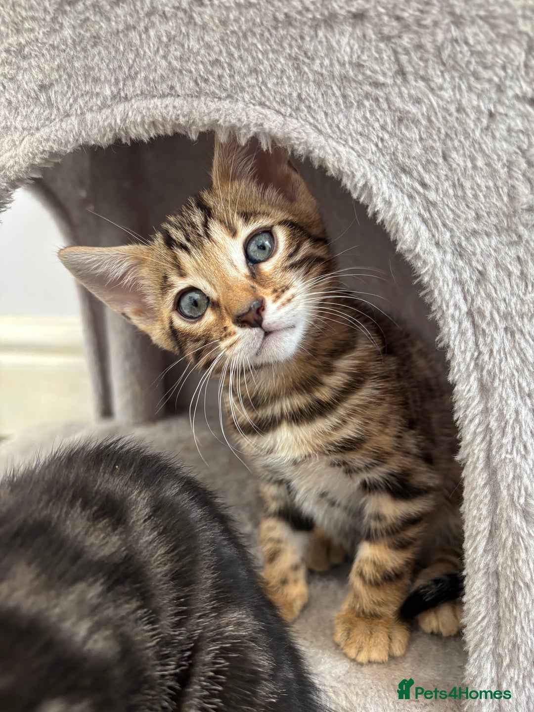 Bengal cats for sale: Silver Charcoal and Brown rosetted Bengal kittens  - Image 13