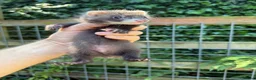 Ferret rodents for sale: Full angora ferret hob 8 weeks  in Pickering - Advert 1