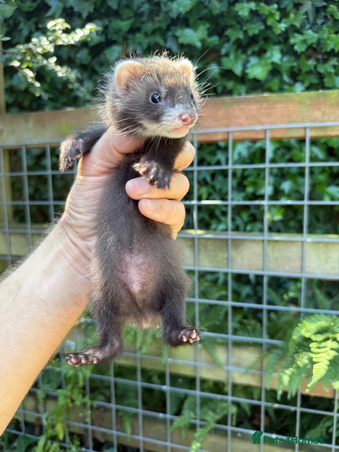 Ferret rodents for sale: Full angora ferret hob 8 weeks  in Pickering - Advert 1