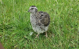 Quail poultry for sale: 🐣 Live Coturnix Jumbo Quail for Sale  in Birmingham - Image 7