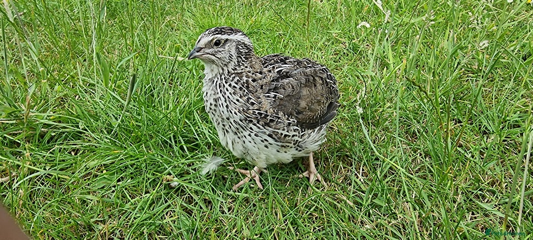 Quail poultry for sale: 🐣 Live Coturnix Jumbo Quail for Sale  in Birmingham - Image 7