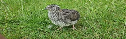 Quail poultry for sale: 🐣 Live Coturnix Jumbo Quail for Sale  in Birmingham - Advert 7