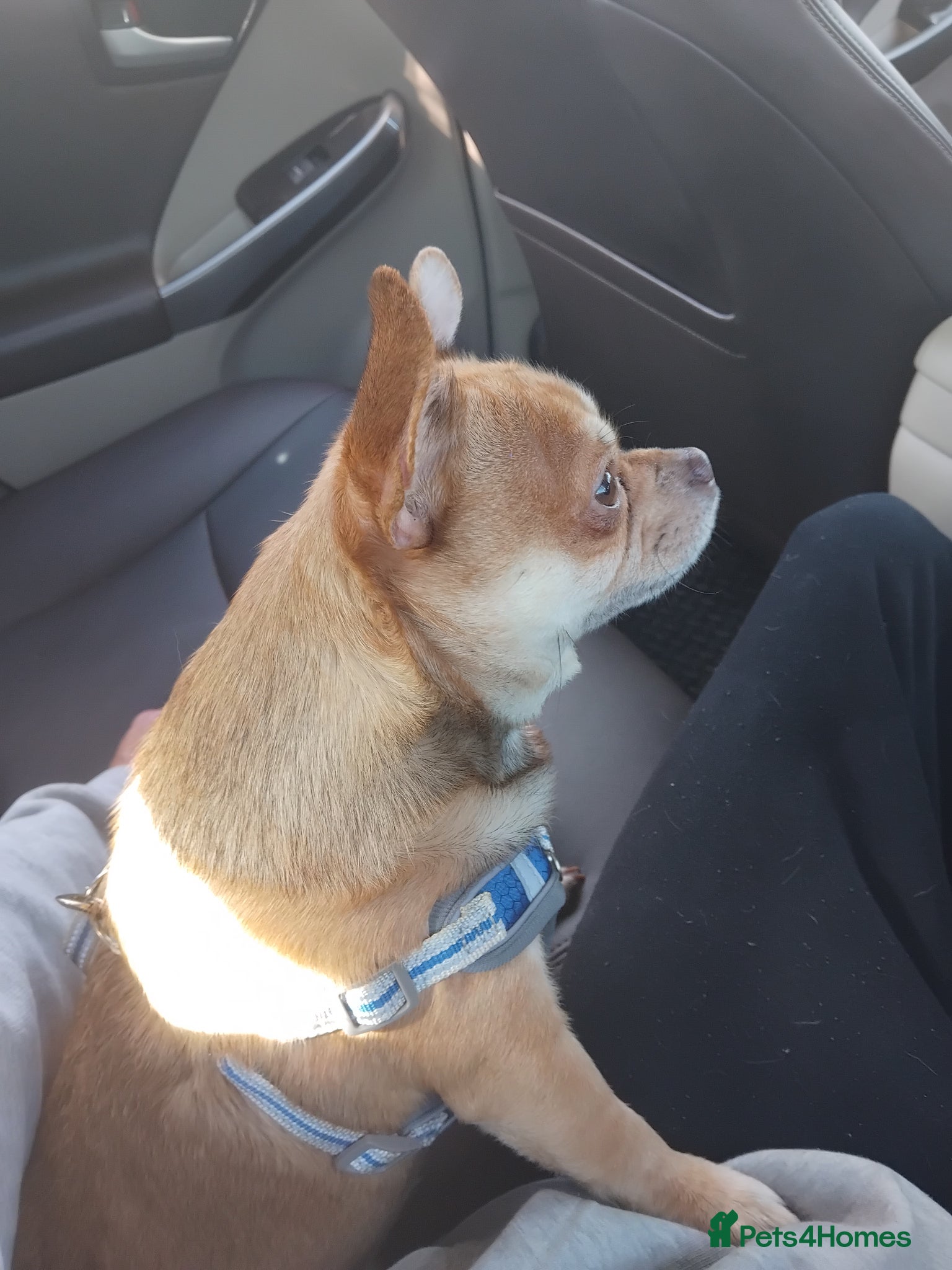 Mixed Breed dogs Teddy 3 year old male - Advert 1