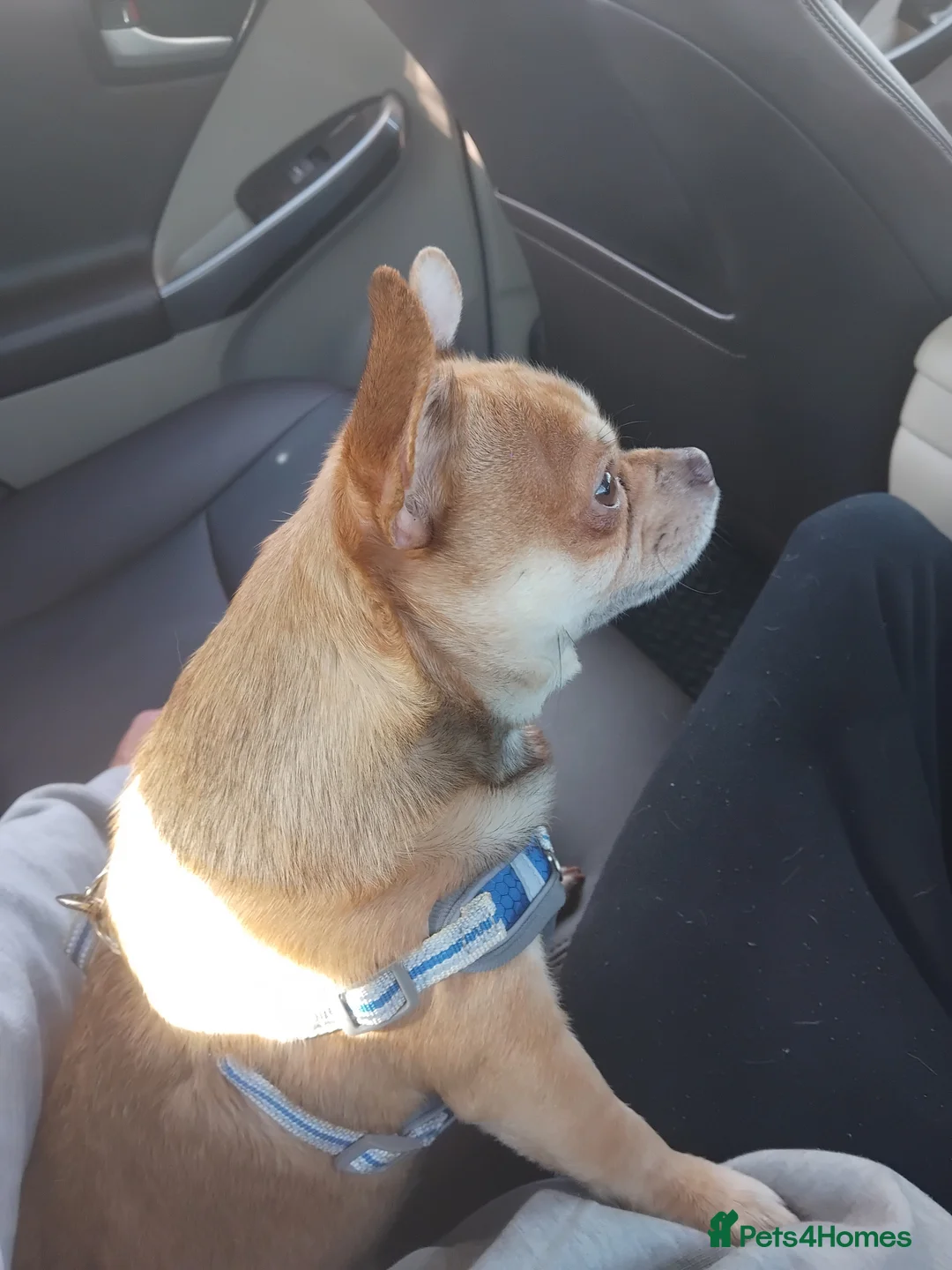 Mixed Breed dogs for sale: Teddy 3 year old male - Advert 1