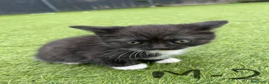 Mixed Breed Kitten 2