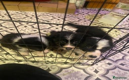 Border Collie dogs for sale: Border collie pups - Image 3