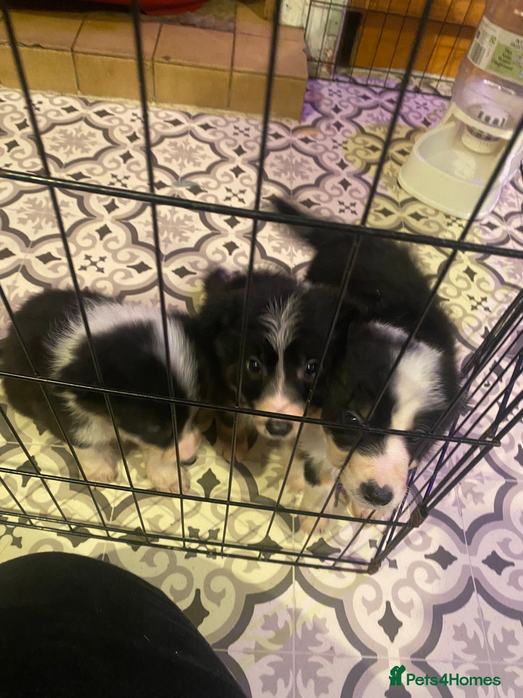 Border Collie dogs for sale: Border collie pups - Image 3
