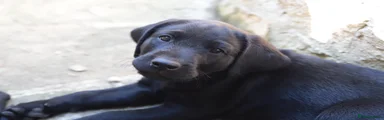 Labrador Retriever 2 Orange