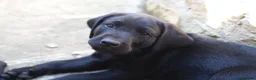 Labrador Retriever dogs for sale: 4 of 7 beautiful, healthy Labrador puppies  - Advert 9