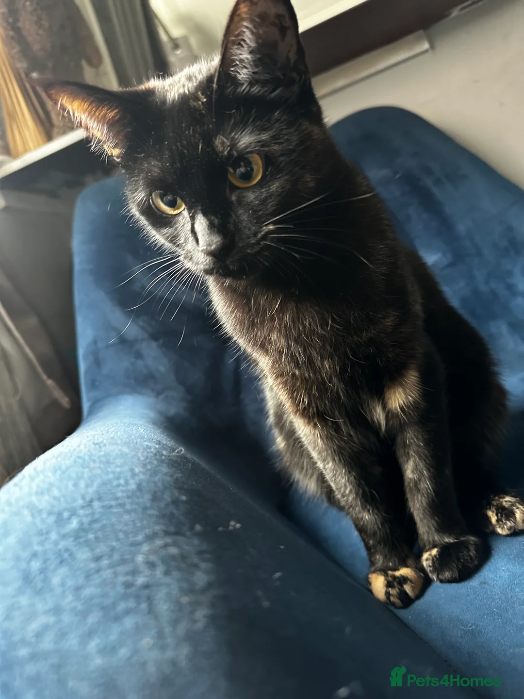 Mixed Breed cats for sale: Beautiful almost 3 year old Cat - Advert 9