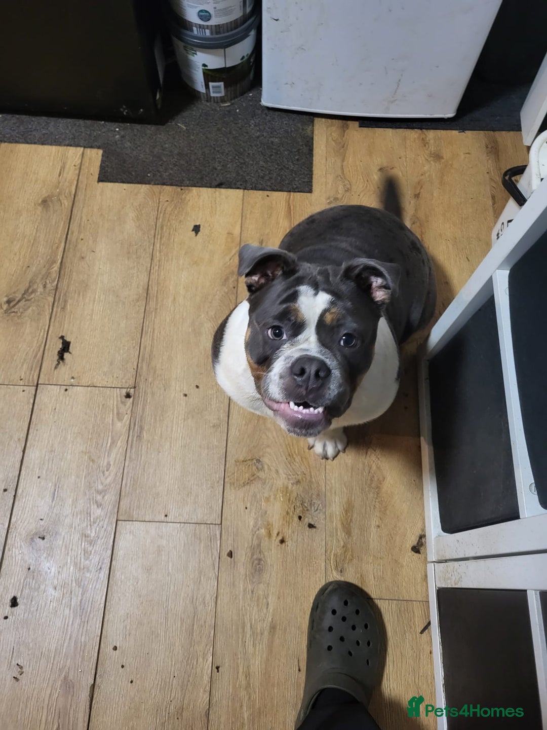 Olde English Bulldogge dogs for sale: Olde tyme English bulldog for sale - Image 6