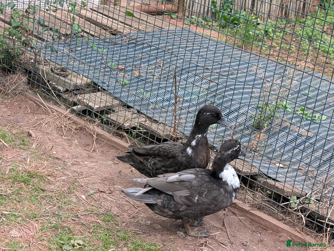 Ducks poultry for sale: Call Ducks (pair) - Advert 2