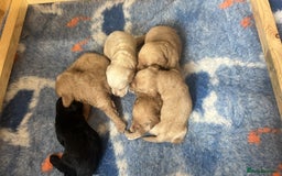 Miniature Poodle dogs for stud: Miniature red poodle stud  in Maidstone - Image 11